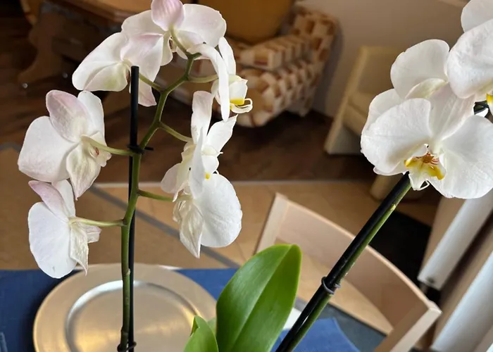 Alisa Appartement Karpacz